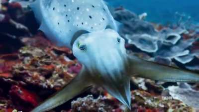 Cuttlefish Hypnotizing a Crab with its Chromatophores