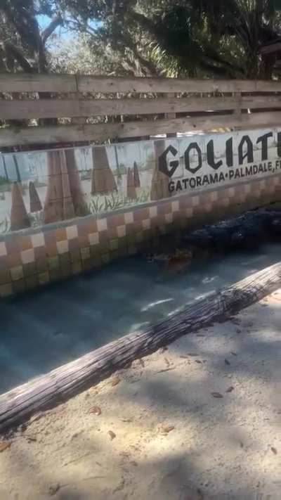 Man enticing that prehistoric beast to bite him. He got what he deserved 