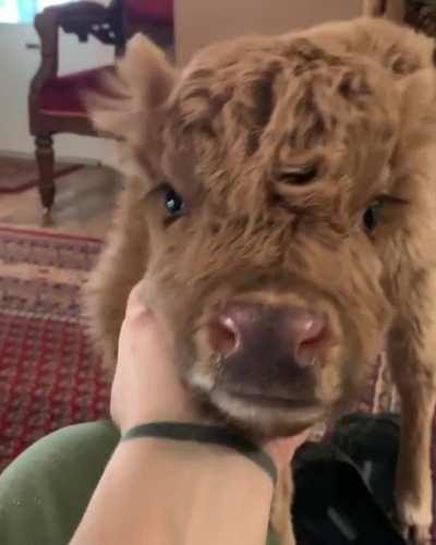 Enjoying some chin scritches