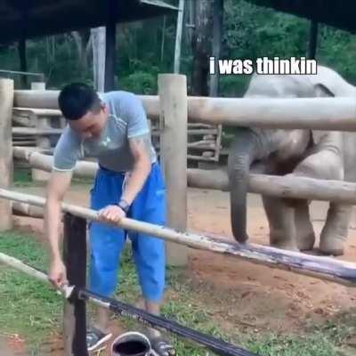 Buddies with Elephant!