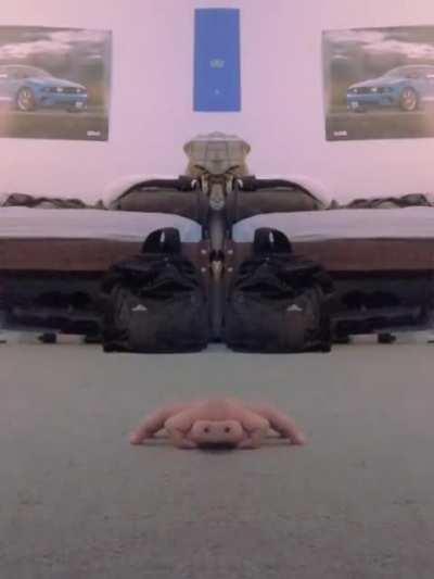 the evolution of arachnids