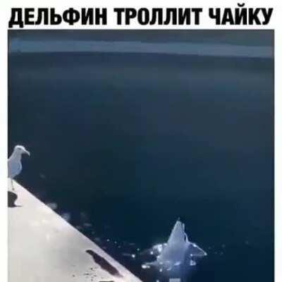 Dolphins are not just smart. They're also savages