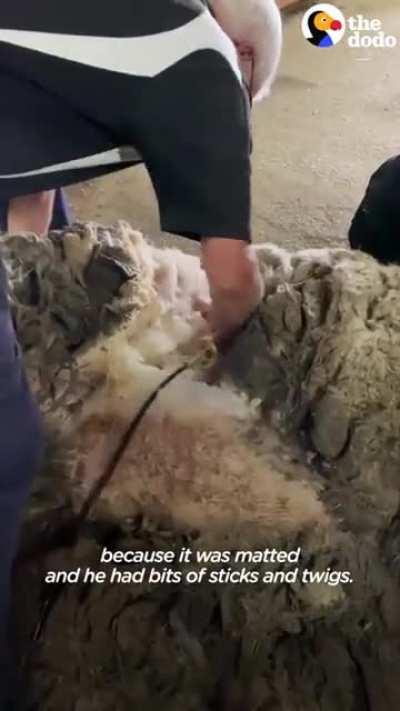Sheep stuck in forest for 5 years gets around 35kg (80 pounds) of wool removed