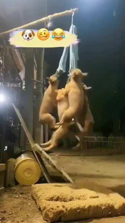 Doggo knows how to fun!