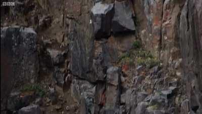 Прыжок в несколько сотен метров (ни один цыпленок не пострадал)