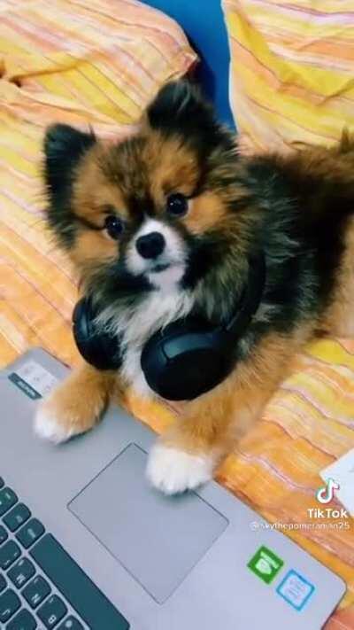 I laughed so hard at this 😂 the dog is so confused