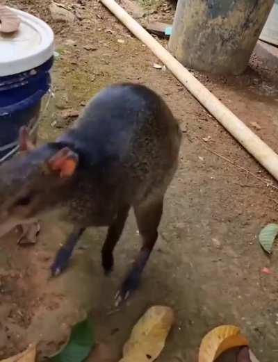 Aaw, what a cute animal