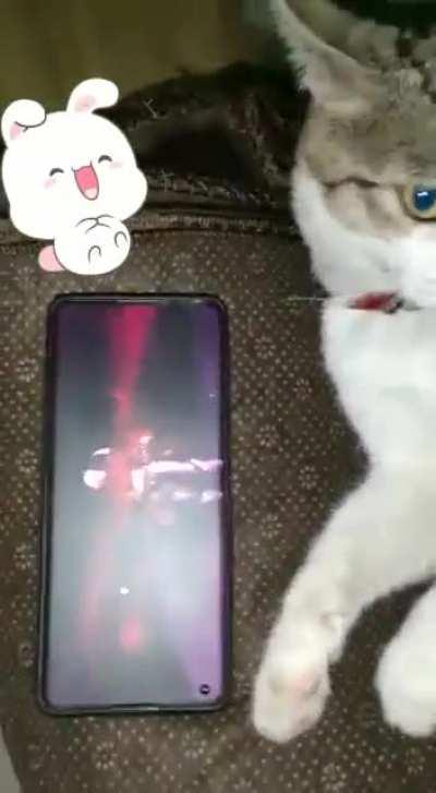 Almighty Cat of Luck