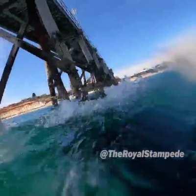Man encounters a great white shark