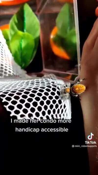 Spiders slow down when they get old too! Such a sweet video