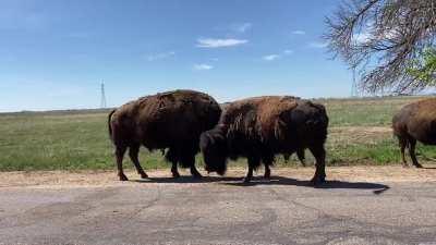 Up close and personal at the Rocky Mountain Arsenal National Wildlife Refuge.