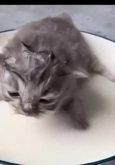 Wunky cat spins in dryer end reuslt puke