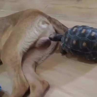 Have… to… chomp…