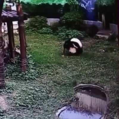 WCGW jumping into the panda exhibit to get a closer look