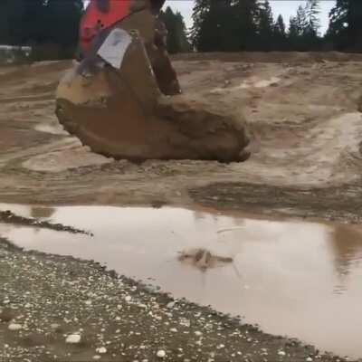 Excavator operator saves Deer stuck in mud.