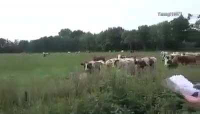 Traveler after spending too much time with ella musk