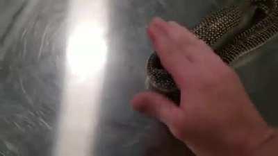 The snake that swallowed itself