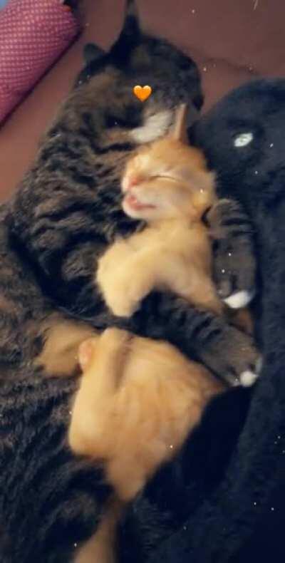 Pebbles is on cloud 9. Rescued at 4 weeks old from the streets. Kana was also a rescue but from a shelter. Pebbles instantly attached to her the second he saw her.