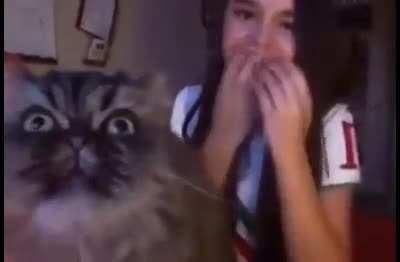 When your Kitty wants to take your spot in the opera.