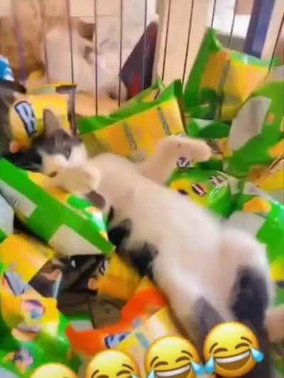 kitty can't even take a small break from work