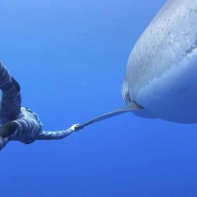 Ocean Ramsey Encounters GIANT 20ft x 8ft Wide Great White Shark...