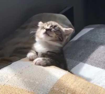 That sleepy head kitten is a mood