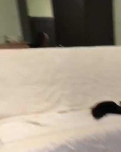 Buddy the sable is playing boomerang