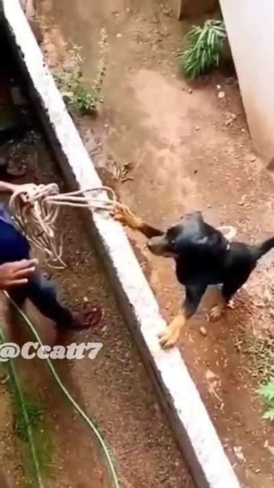 Dog's had enough of your shit