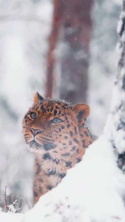 🔥A very Photogenic Snow Leopard