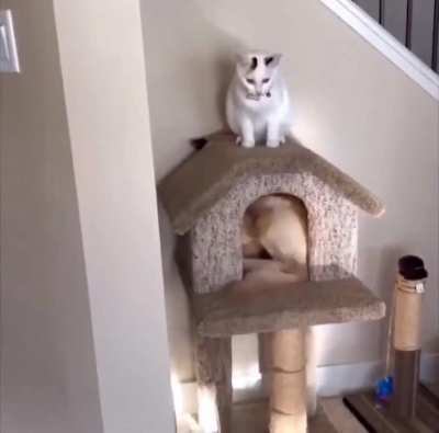 He thinks he's a cat too..