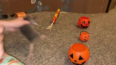 Some Halloween tricks with my amazing pet rats!