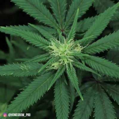 Dope timelaps from HomegrowPro