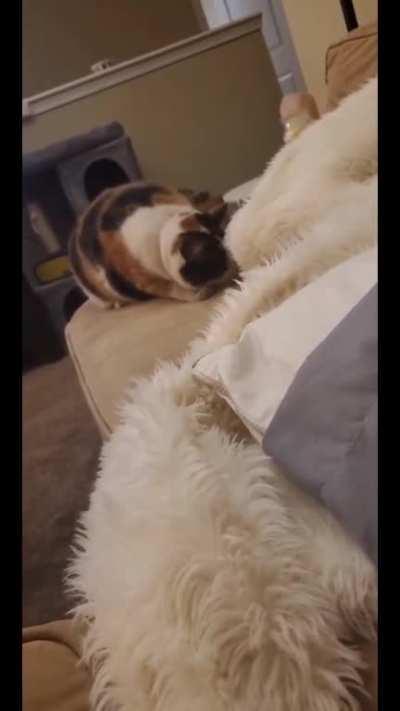 She was acting like she's never seen this blanket before and I couldn't resist!