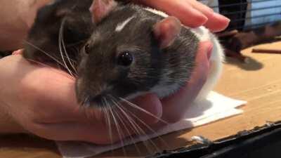 Google Nest obeys the will of the Snippet and plays only his favourite music so that he may boggle muchly