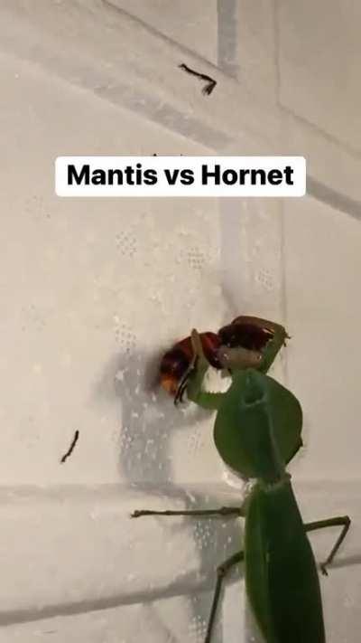 A mantis laying the smack down on a wasp.