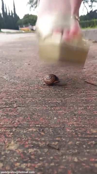 Girl crush snail