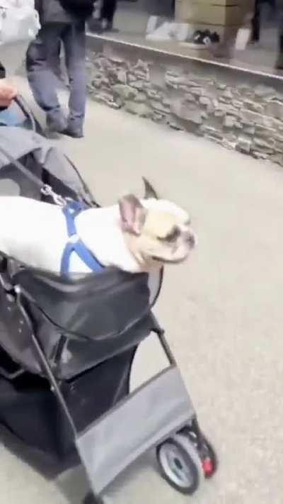 Just a Frenchie doing Frenchie things 