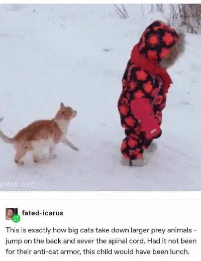 Cat performs an RKO on a young child!