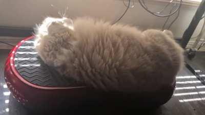 Hands free scritches