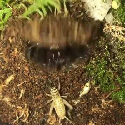 What if spider, but underground and armored?