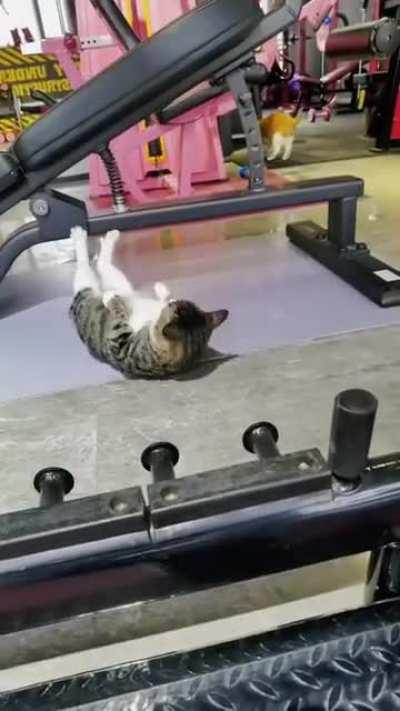 Cat workout 💪