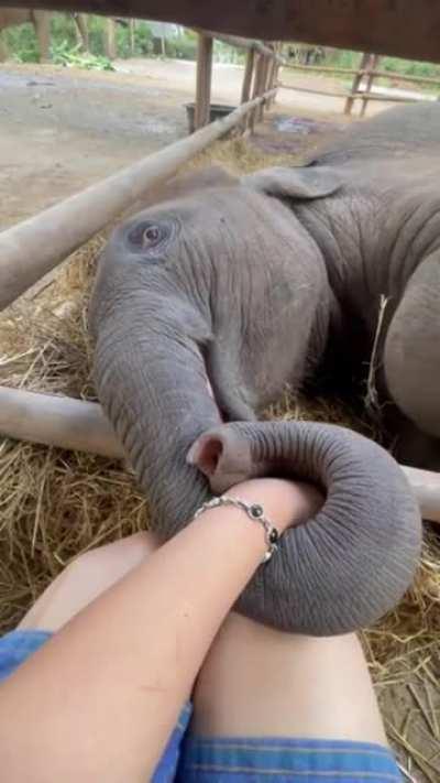 Baby elephant holding caretaker's hand while falling asleep