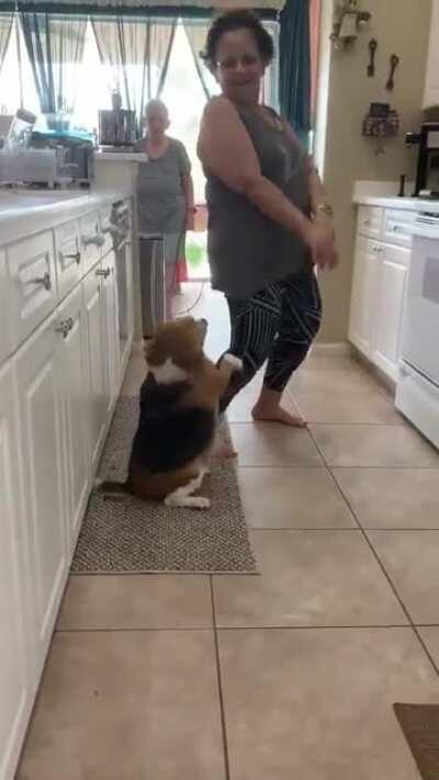 This dancing dog