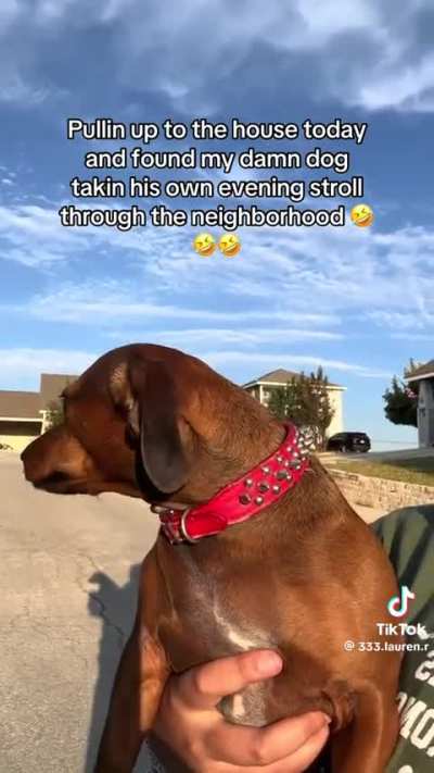 Pullin up to the house today and found my damn dog takin his own evening stroll through the neighborhood 🤣🤣🤣