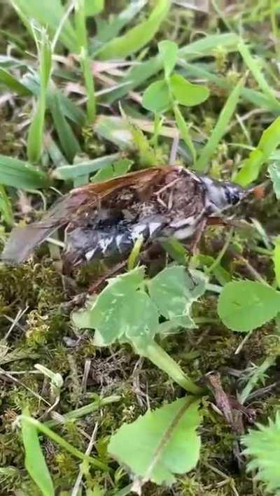 it doesn't seem to be bugging him