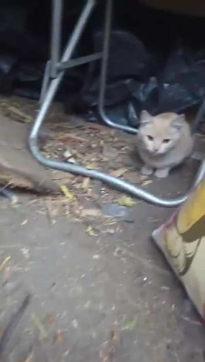 War Kitten Pipeline almost complete! $660 out of $900 raised! This Friday evening share an equivalent of one cocktail, a beer or a cup of coffee to give these kittens a chance to find a home outside of war zone ! Please donate to PayPal jesterboyd@gmail.c