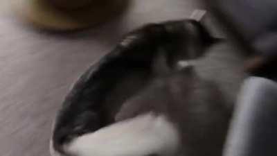 Zoomies with Brother from Another Mother