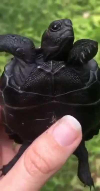 Galapagos tortoise hatch-ling giving a little wink