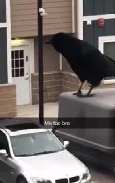 A giant crow