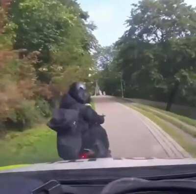 Norwegian police got no chill going after robbers